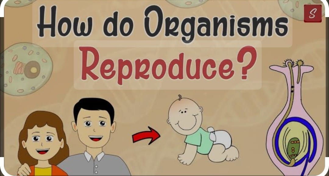 How do Organism reproduce