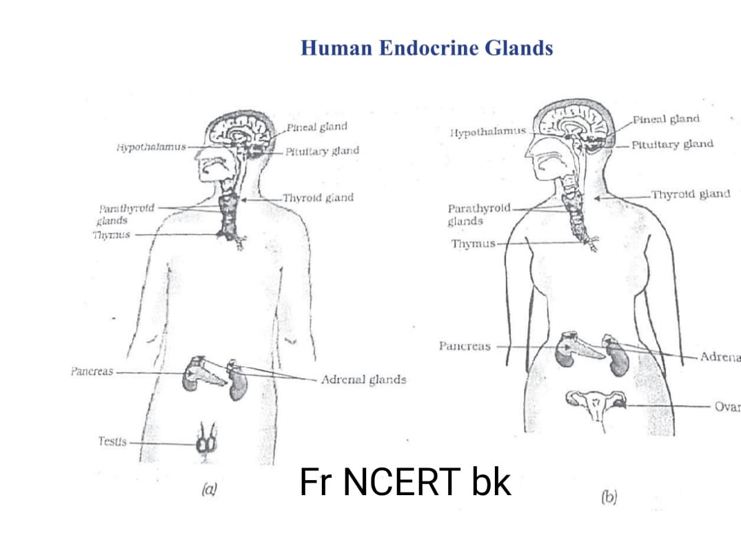 endocrine gland
