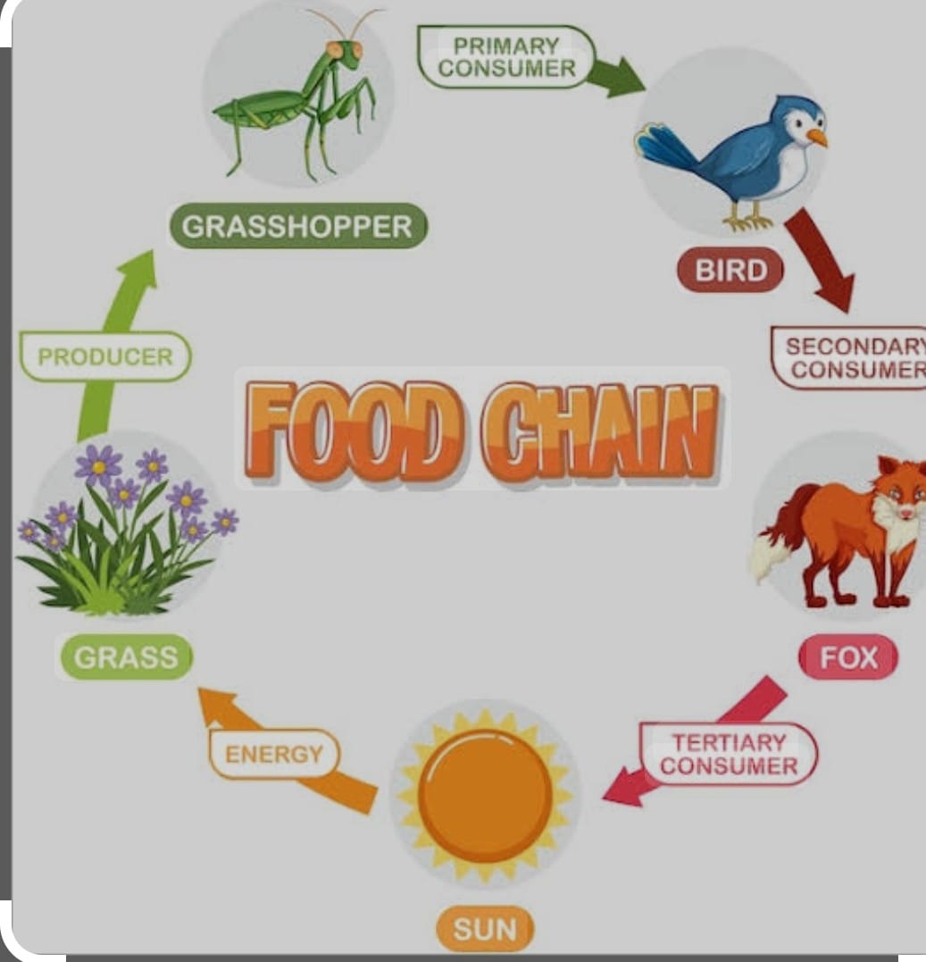 Food chain