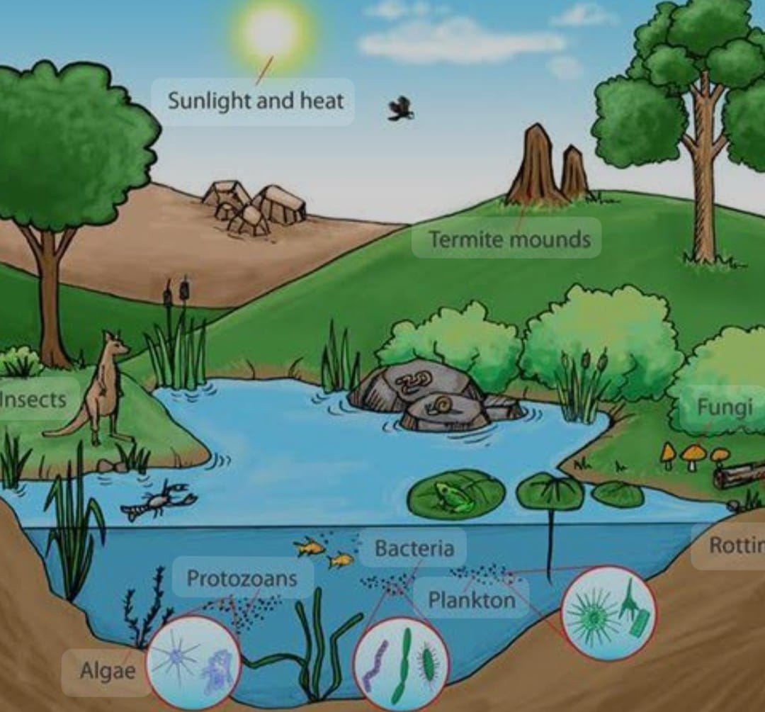 Eco system