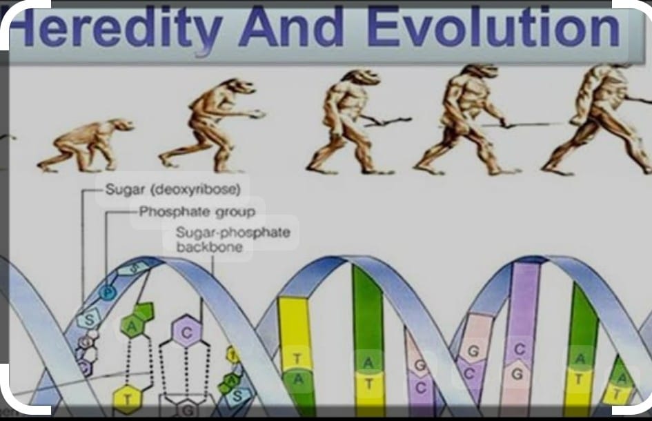 Heredity and Evolution