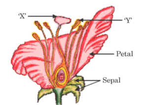 flower reproduction 2