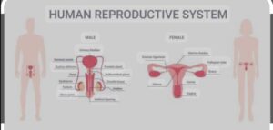 Organism Reproduction