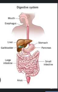 Human Digestive System