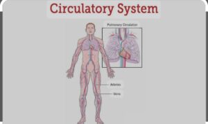 Circulatory System