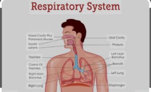 Respiratory System