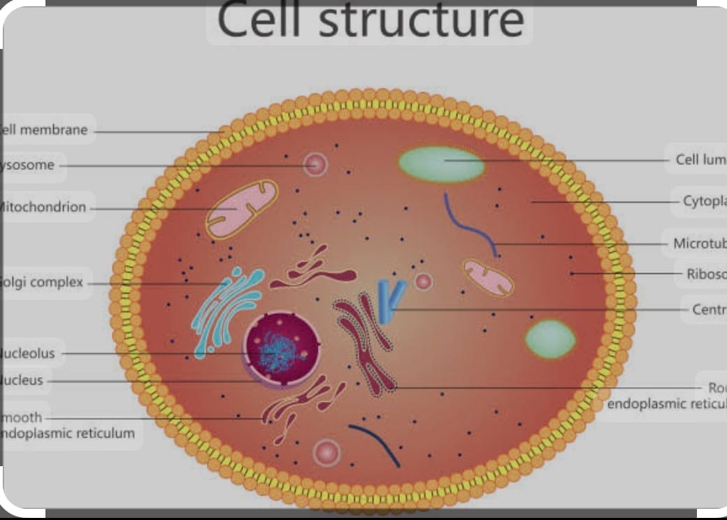 cell structure