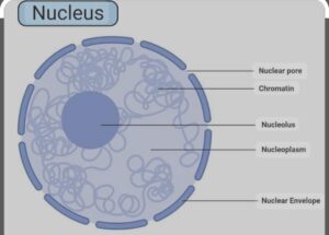 Nucleus