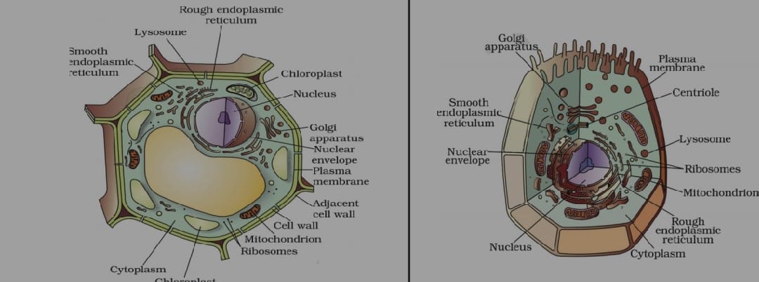 Plant and animal cell