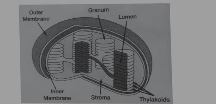 chloroplast