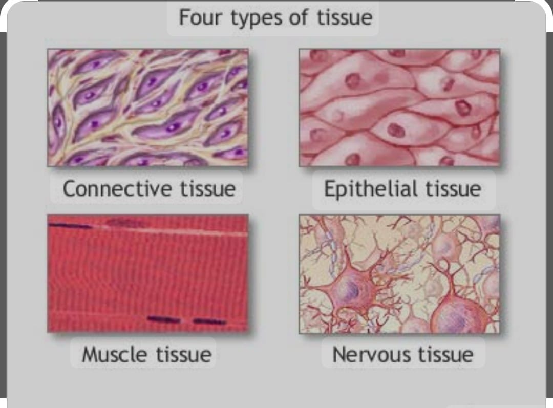 complex tissue 2