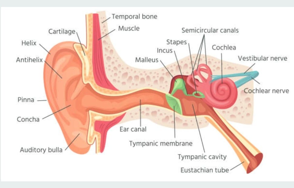 Human ear