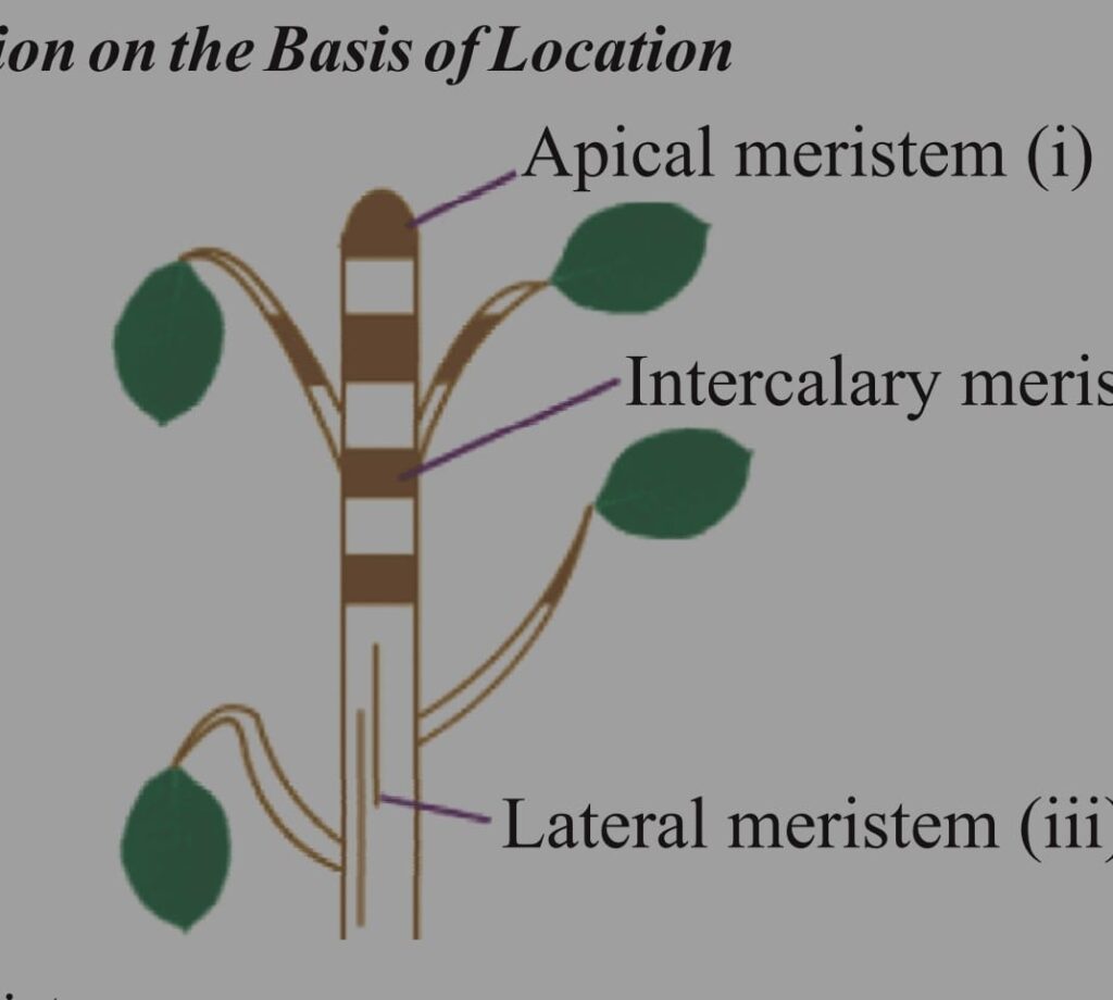 Classification of plant tossue