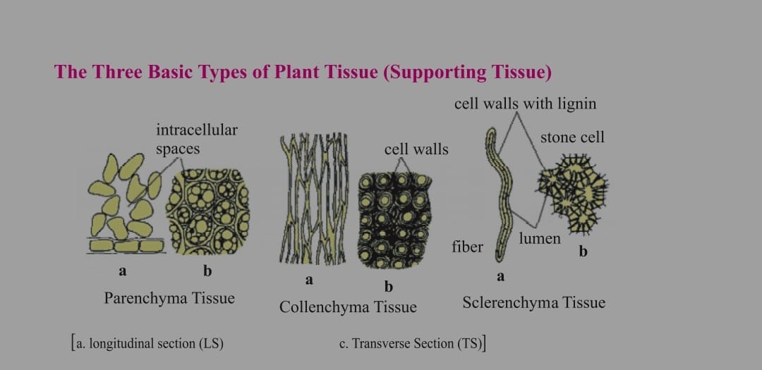 plant tissue 1