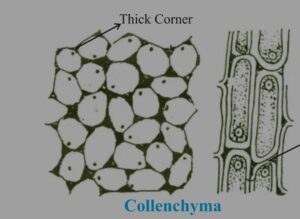 Collenchyma