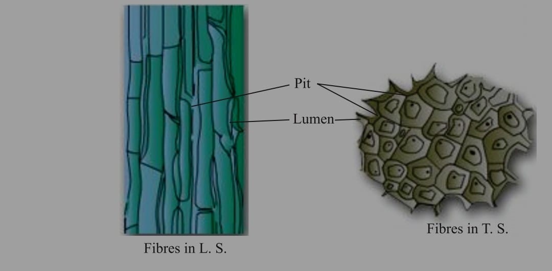 Fibrous Tissue