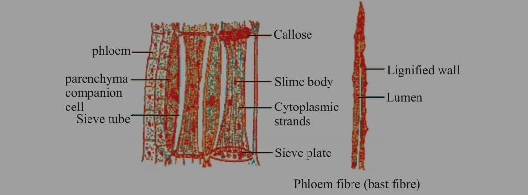 Phloem