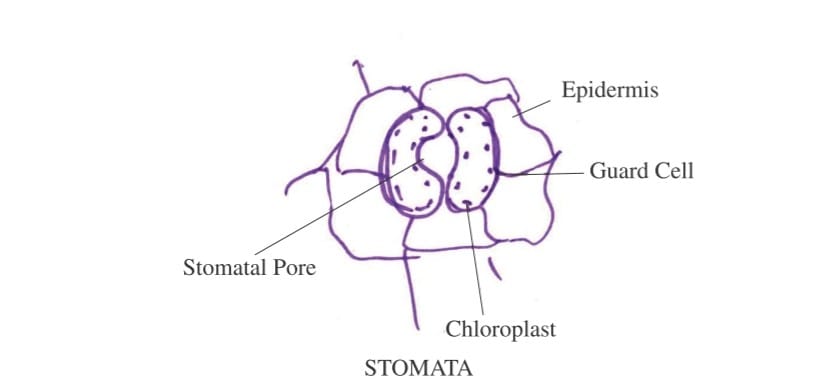 Stomata