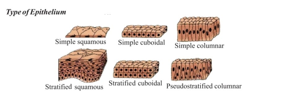 Epithelium