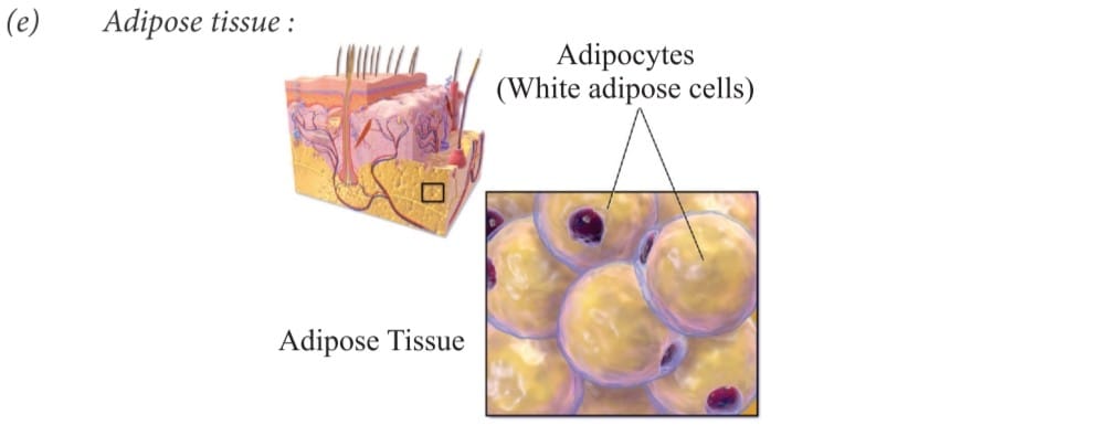 Adipose