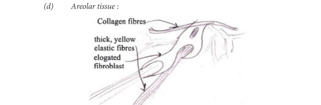 Areolar