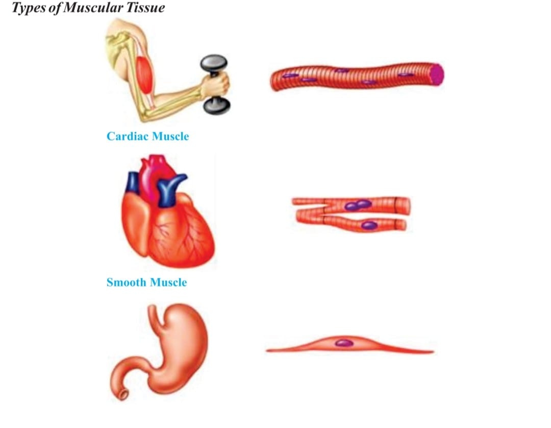 Types of Muscular tissue