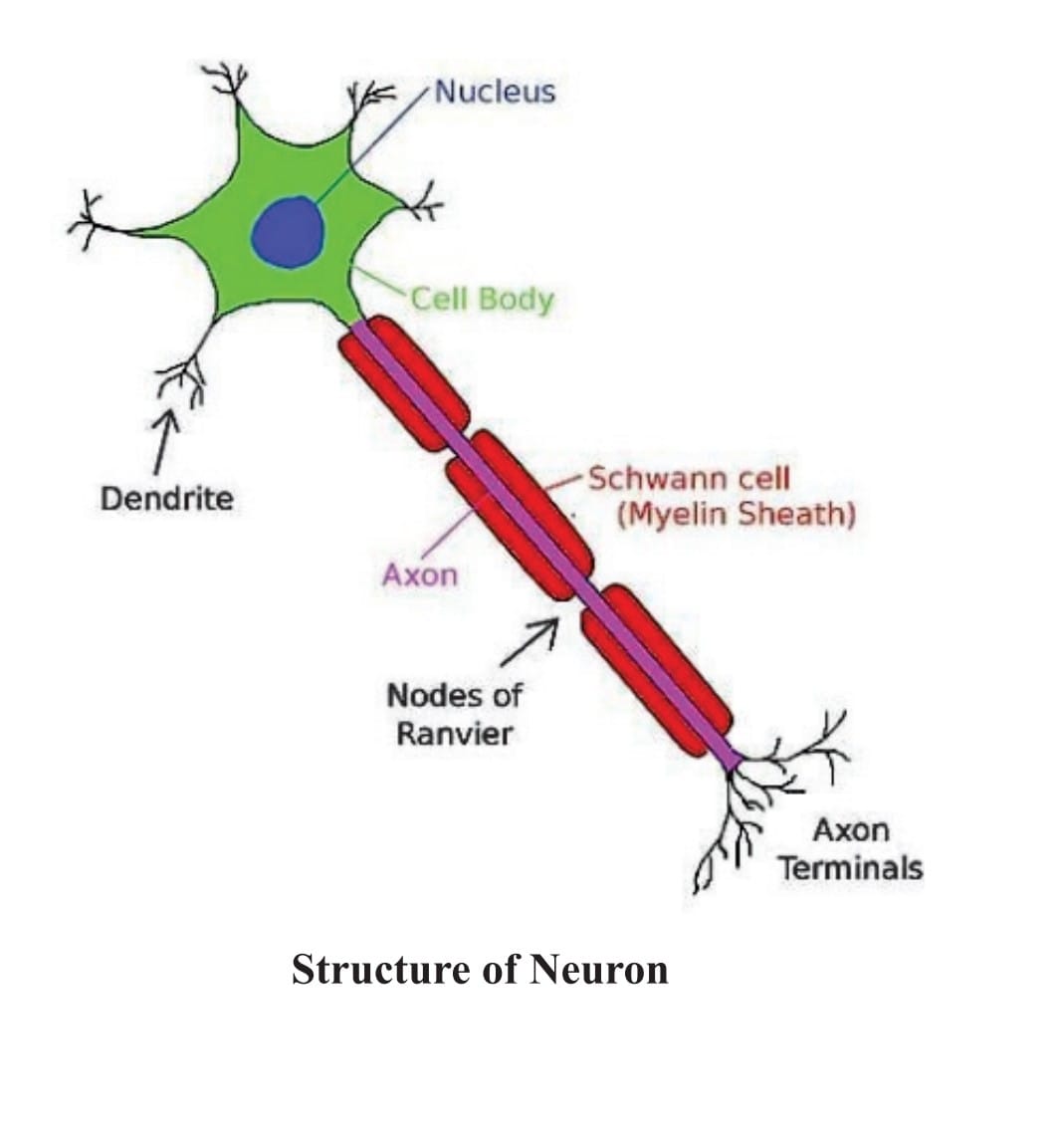 Neuron