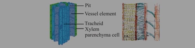 Xylem