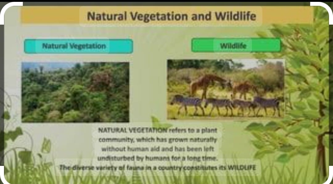 Natural Vegetation and wild lif