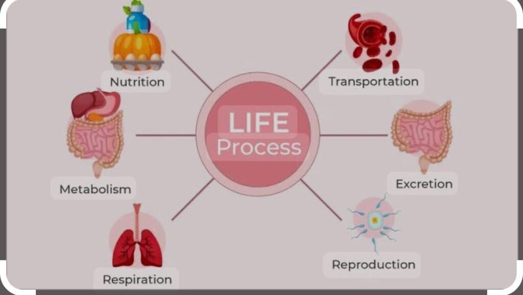 Life Process